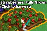 skörda jordgubbar